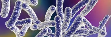 Legionella Food Plants UK - Bacteria Image